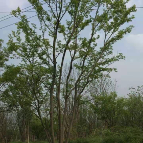 丛生朴树价格多少钱 江苏丛生朴树基地批发