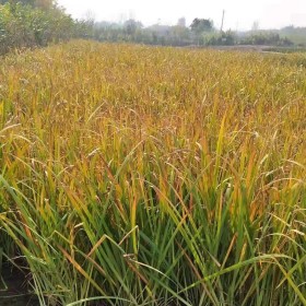 江苏黄花燕尾上车价 黄花燕尾苗产地直销