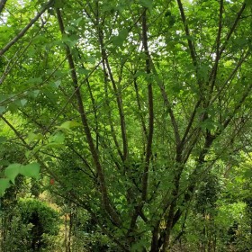 精品原生红梅 冠大优美 原生红梅基地直销