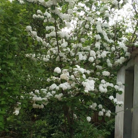 木绣球苗木基地 江苏 丛生木本绣球价格