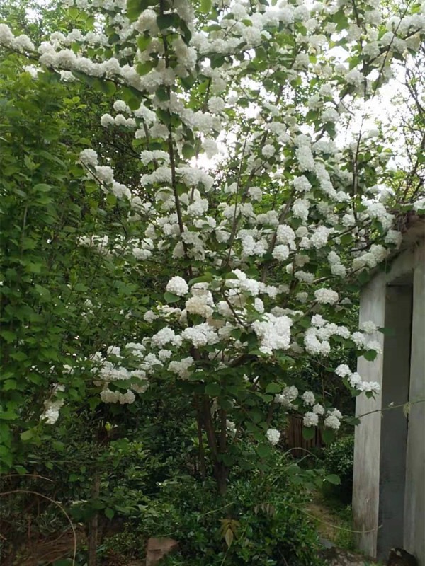 繡球花