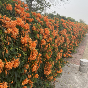 炮仗花盆栽 基地炮仗花價格多少錢一棵