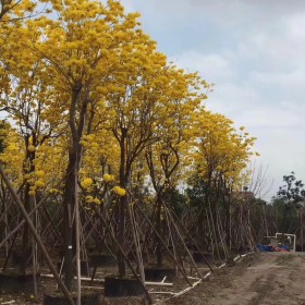 黄花风铃木基地直销  黄花风铃木价格  行情