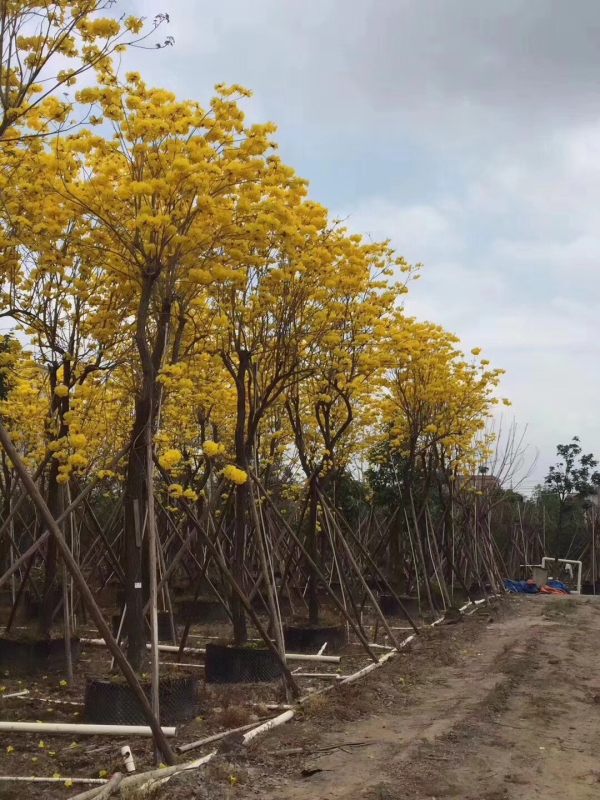 黃花風(fēng)鈴木