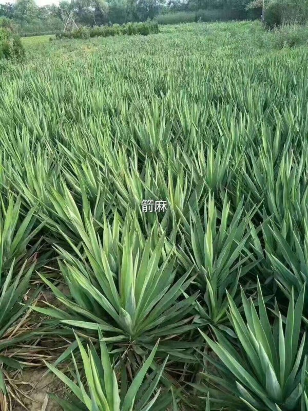 剑麻