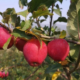 牛奶果苹果苗 辽宁冰糖心小苹果树苗