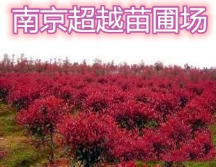 红叶石楠球苗圃-南京红叶石楠1.5米冠价格展示