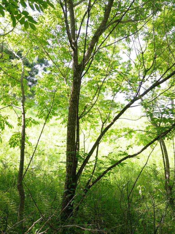 菠萝蜜树