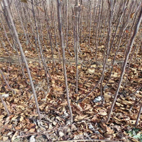 鲁丽苹果苗 哪里卖早熟苹果苗 山东秦脆苹果苗基地