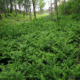 東北紅豆衫小苗價(jià)格 東北紅豆衫一年苗多少錢(qián)