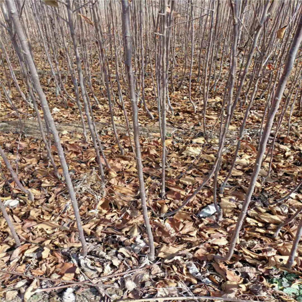 苹果苗 苹果树苗