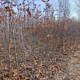 哪里有矮化鲁丽苹果苗 矮化苹果苗的特点 哪里有秦脆苹果苗接穗