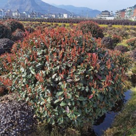 红叶石楠球供应价格  浙江红叶石楠球基地