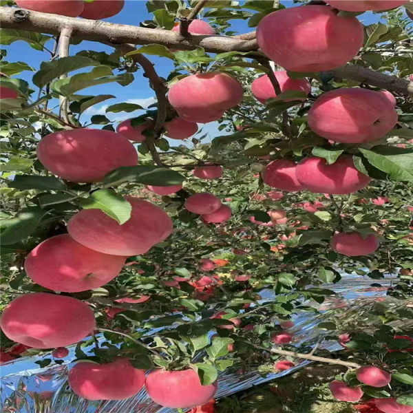 苹果苗 苹果树苗