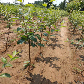 秦脆苹果苗品种介绍 哪里有秦脆苹果苗卖 哪里卖秦脆苹果树苗