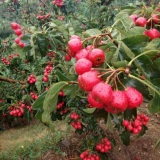 甘肅糖球山楂樹苗 歪把紅山樹楂剪枝技術(shù)