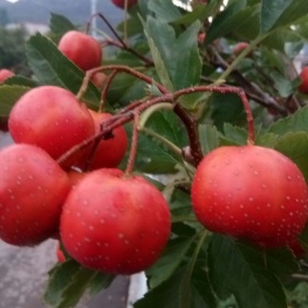 温室种植磨盘山楂苗 甜红子山楂树苗矮化根系密植