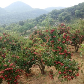 多年生大金星山楂苗 山楂树苗生产种植