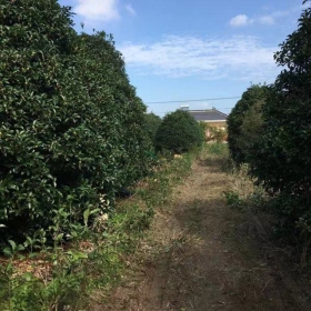 桂花树苗多少钱一颗 桂花树市场价格