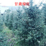 云杉苗木种植技术 甘肃云杉供应基地