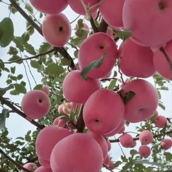 青森水蜜桃蘋果苗