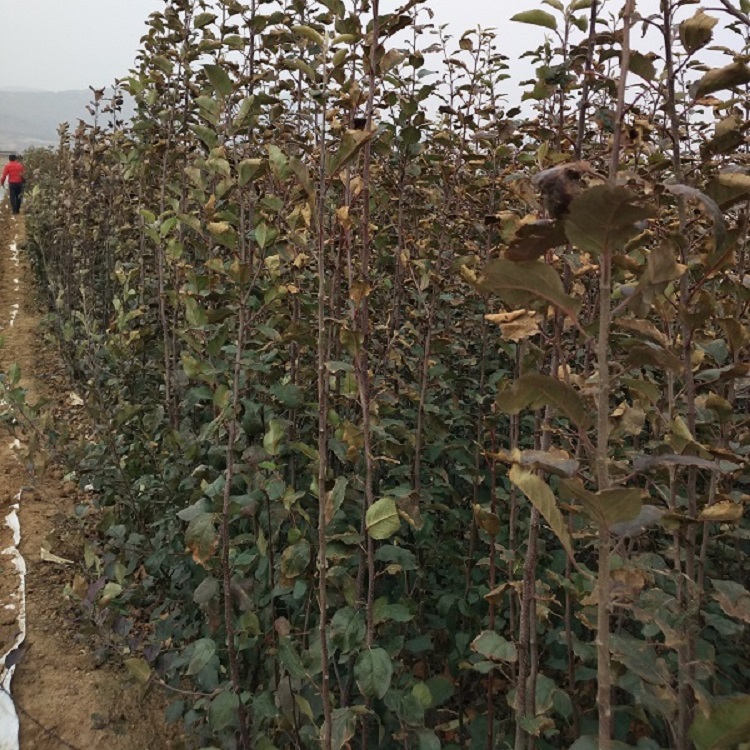 柱状苹果苗 寒富苹果树苗