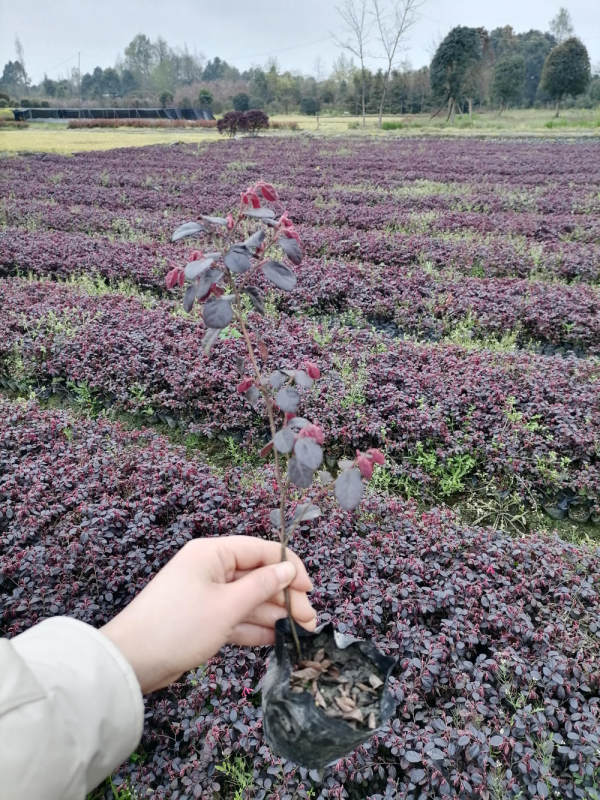 紅繼木