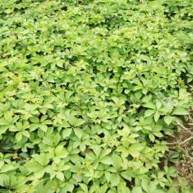 供应各种规格爬山虎 爬墙虎 五叶地锦