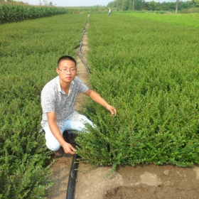 平枝荀子哪里有？基地平枝荀子批发价格