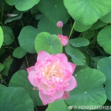 江蘇荷花苗批發(fā)哪里便宜 沭陽(yáng)荷花苗產(chǎn)地直銷