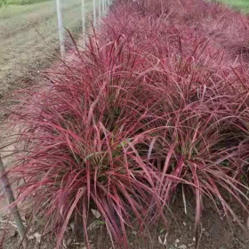 地栽火焰狼尾草 浙江火焰狼尾草多少钱一棵