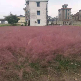 粉黛乱子草苗 基地粉黛乱子草苗价格多少钱一棵