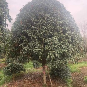 基地直销桂花树  优质桂花树批发价格