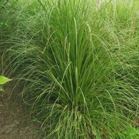 一年生蒲苇 哪里有蒲苇小苗 基地1米高蒲苇