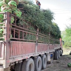 甘肃云杉种植基地-甘肃云杉大量出售