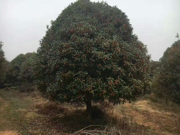 桂花