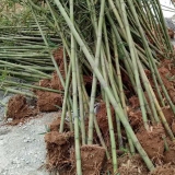 江苏雷竹基地批发     雷竹哪里有卖