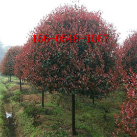 基地供應(yīng)紅葉石楠 紅葉石楠價(jià)格 40公分紅葉石楠