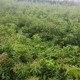 江西木荷  地径1.2公分木荷苗 高120公分木荷小苗