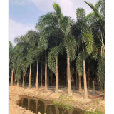 壯桿苗 狐尾椰子價格 棕櫚植物 福建狐尾椰子