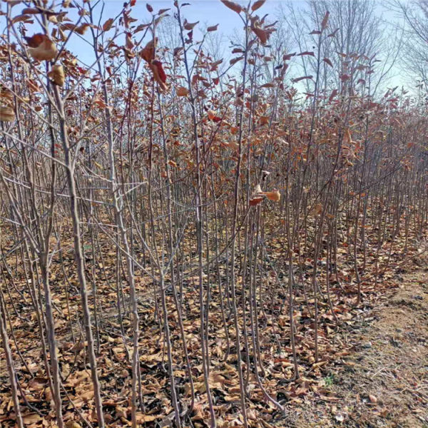 苹果苗 苹果树苗