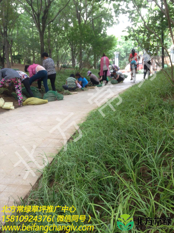 丹麦草地栽苗