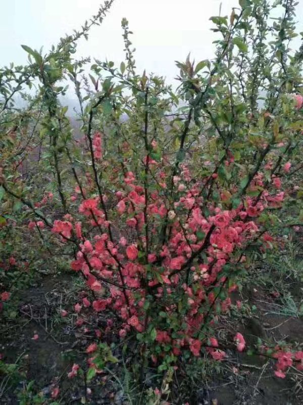 貼梗海棠種植技術 貼梗海棠批發價格