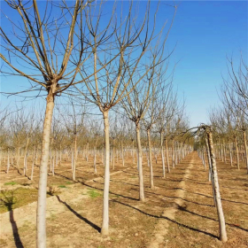 哪里种植国槐的多国槐产地