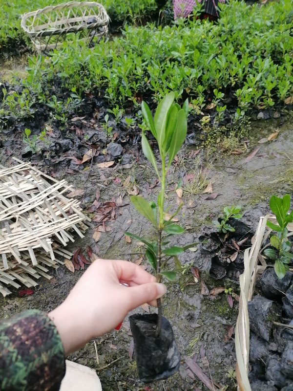 海桐（寶珠香）