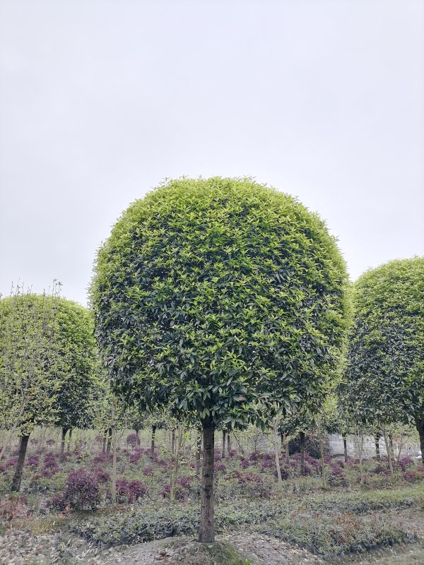 精品桂花树