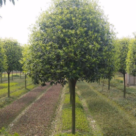 桂花树价格 桂花树基地