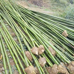 4公分竹子价格 基地4公分竹子批发报价