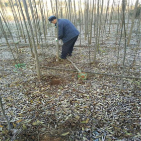 高100公分栾树苗 地径1公分栾树小苗 栾树小苗基地