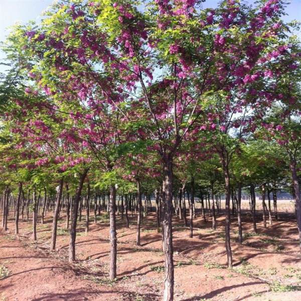 大量香花槐 國槐